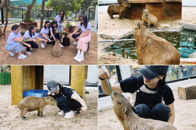 Review Cà phê có Capybara - Điểm đến check-in HOT 2024