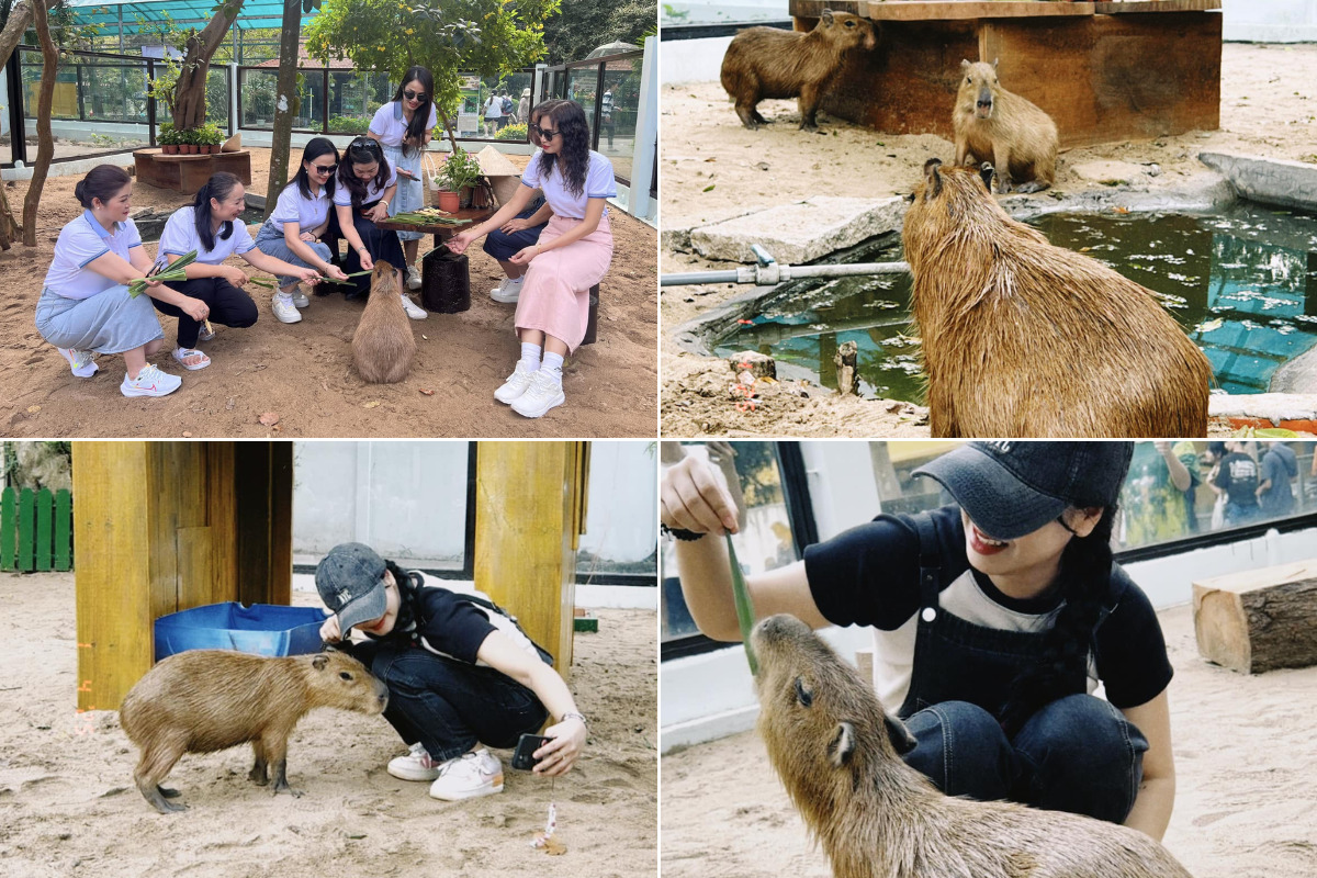 Capybara ở Thảo Cầm Viên Sài Gòn (2)