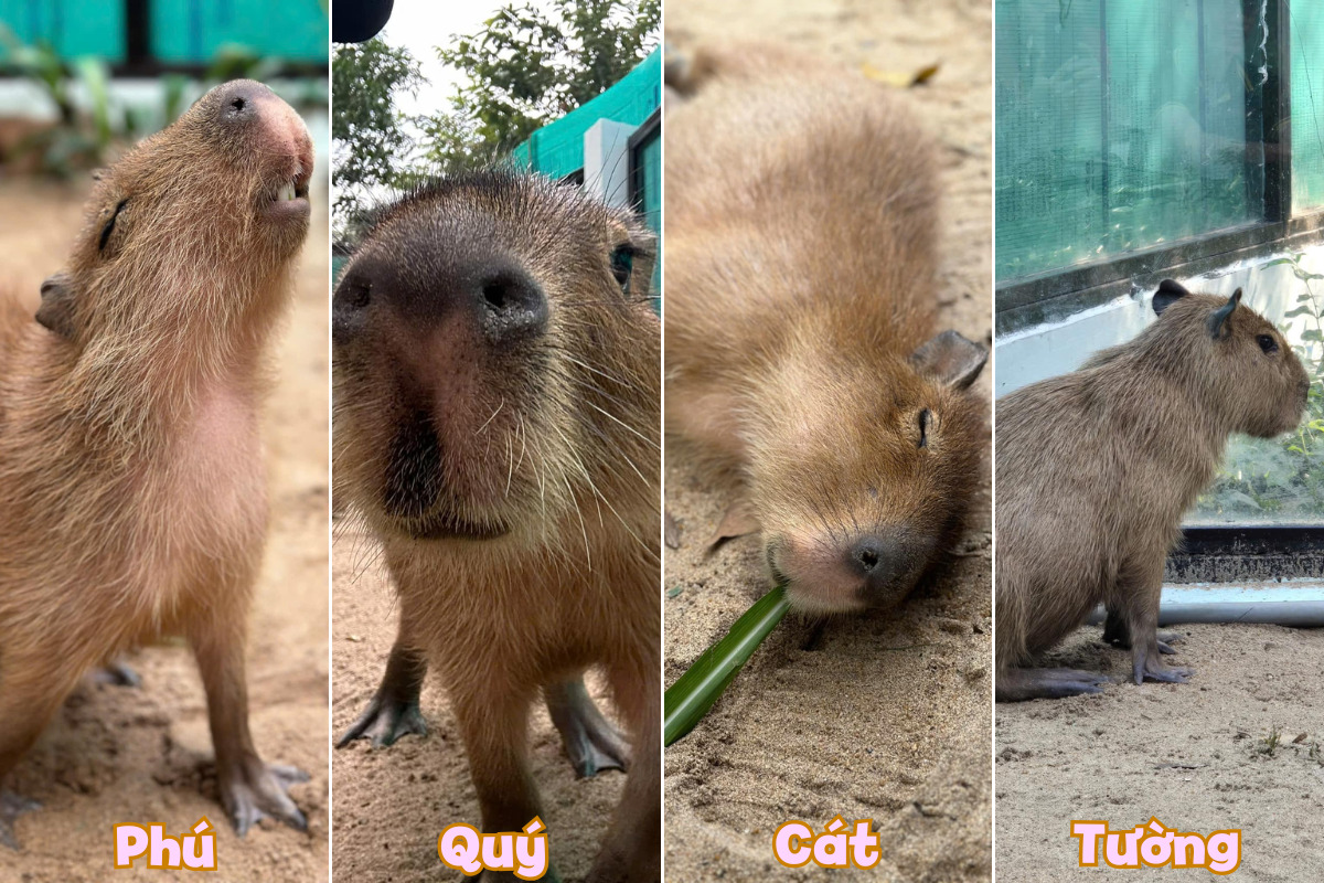 Capybara ở Thảo Cầm Viên Sài Gòn