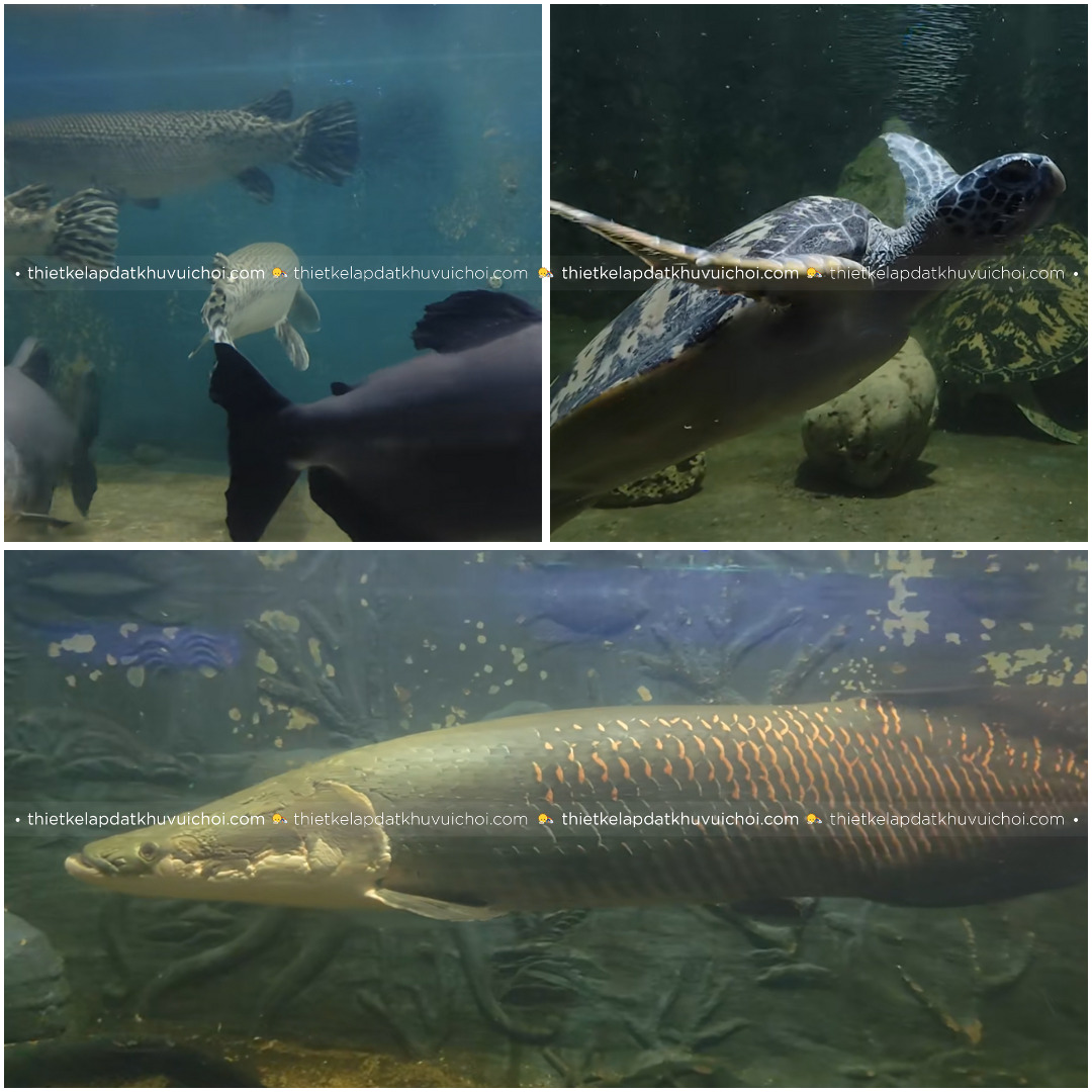Cá, rùa tại thủy cung suối tiên