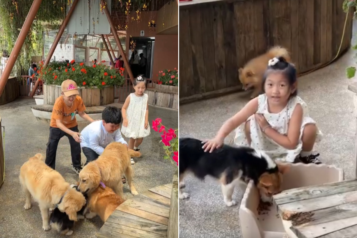 Sở thú trong nhà Fresh Zoo (2)