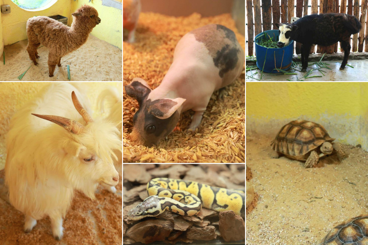 Sở thú trong nhà Fresh Zoo (3)