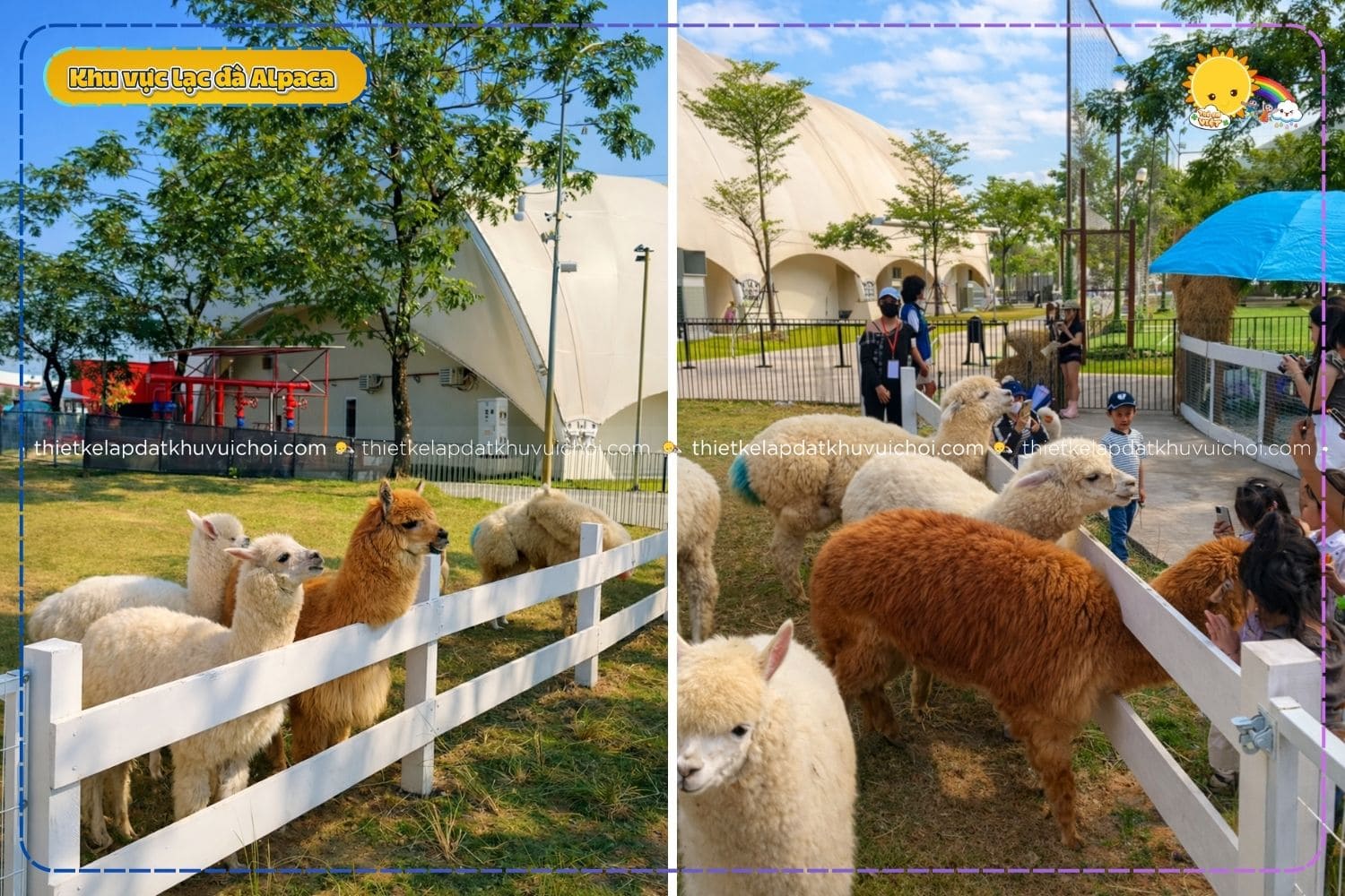 Khu vực tham quan lạc đà Alpaca tại Mật Pet Farm