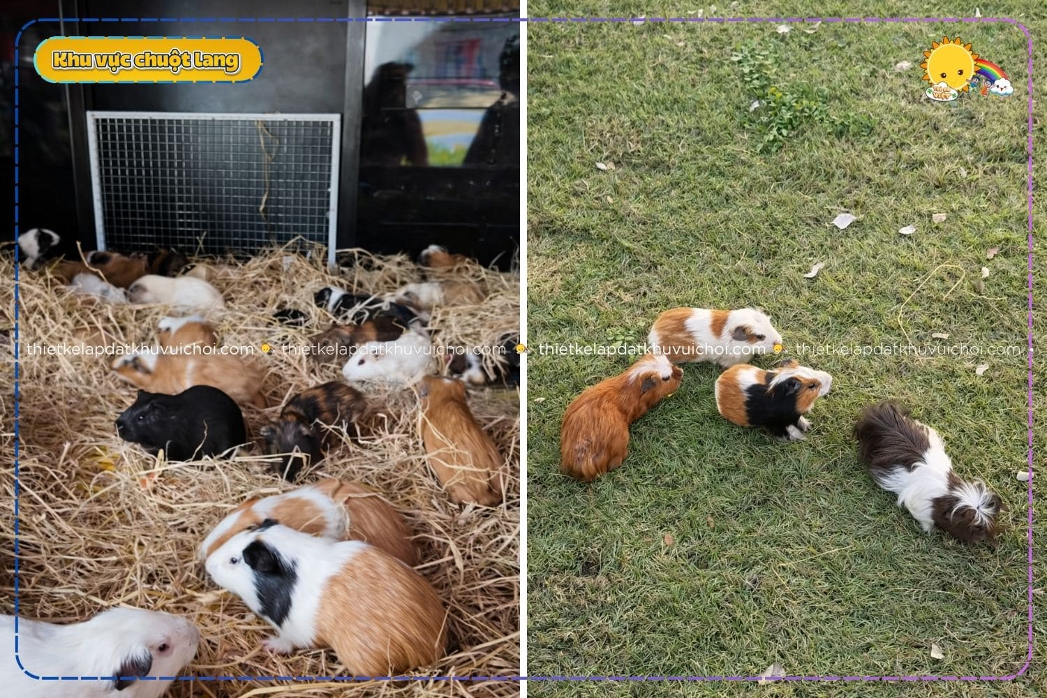 Những chú chuột lang "lười biếng" đang chạy ngoài vườn